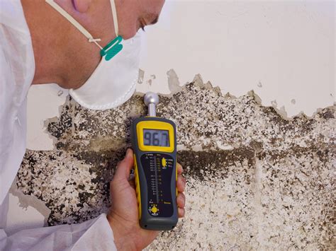 Unlocking the Magic of Mold Removal: Finding the Right Spell